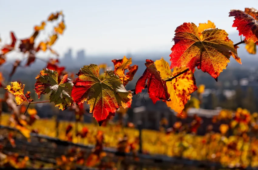  Florence Vineyard Tour: Complete Guide to Tuscany’s Wine Country